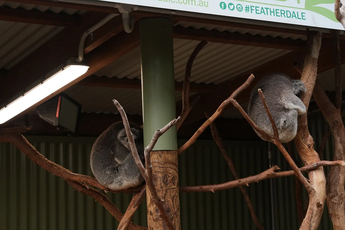Koala resting in a tree at Featherdale Wildlife Park