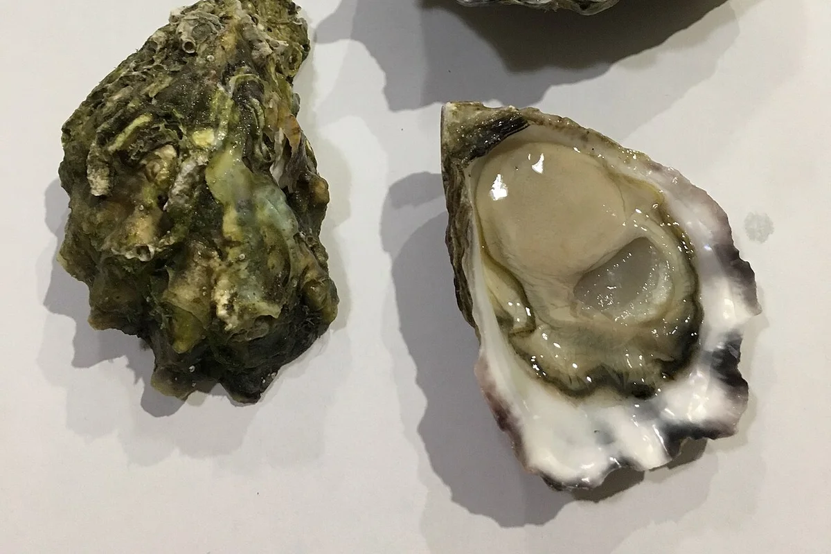 Sydney rock oyster served on the half shell